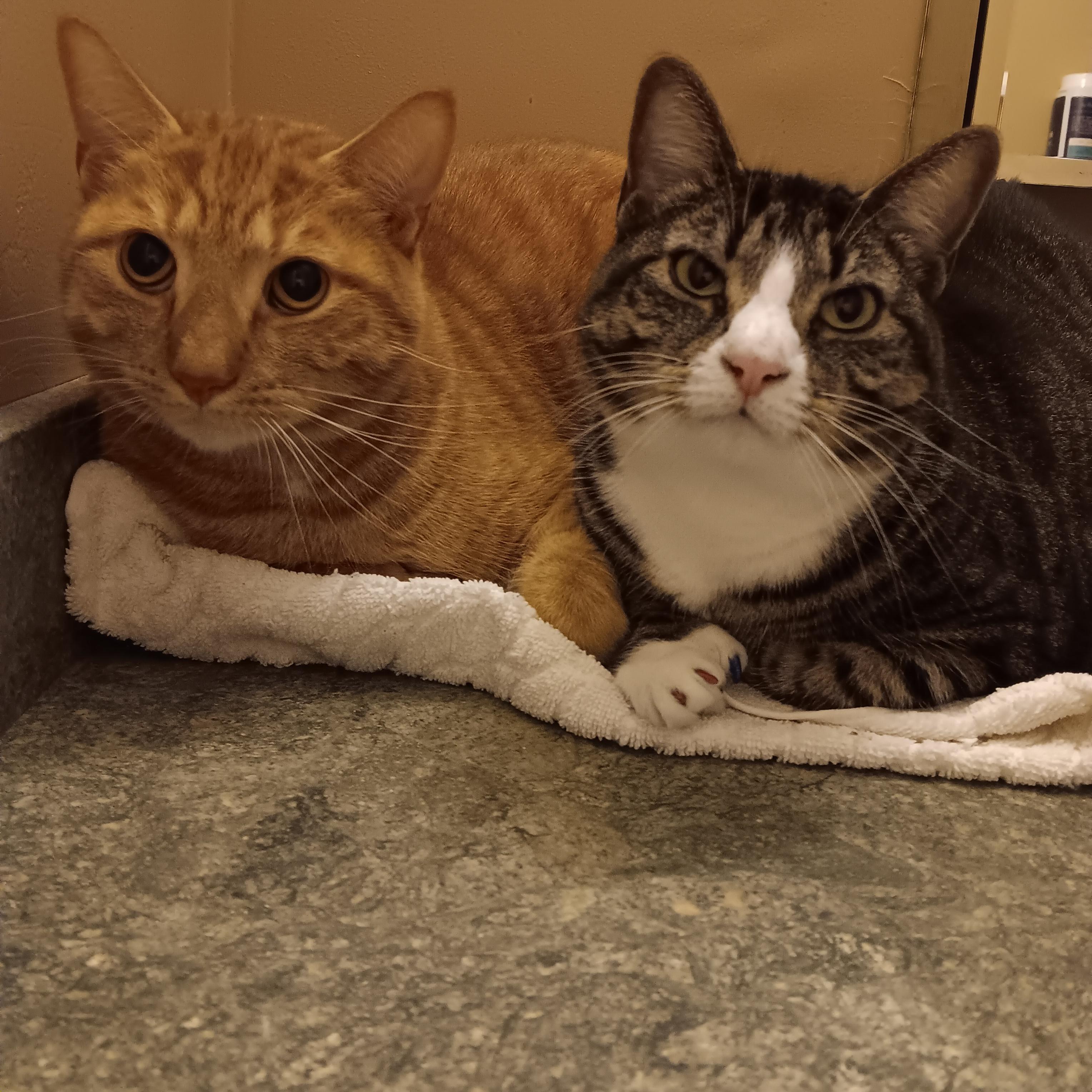 Enlarge Leo and Willow, a ADOPTABLE Domestic Short Hair in Melrose, MA image 1/3