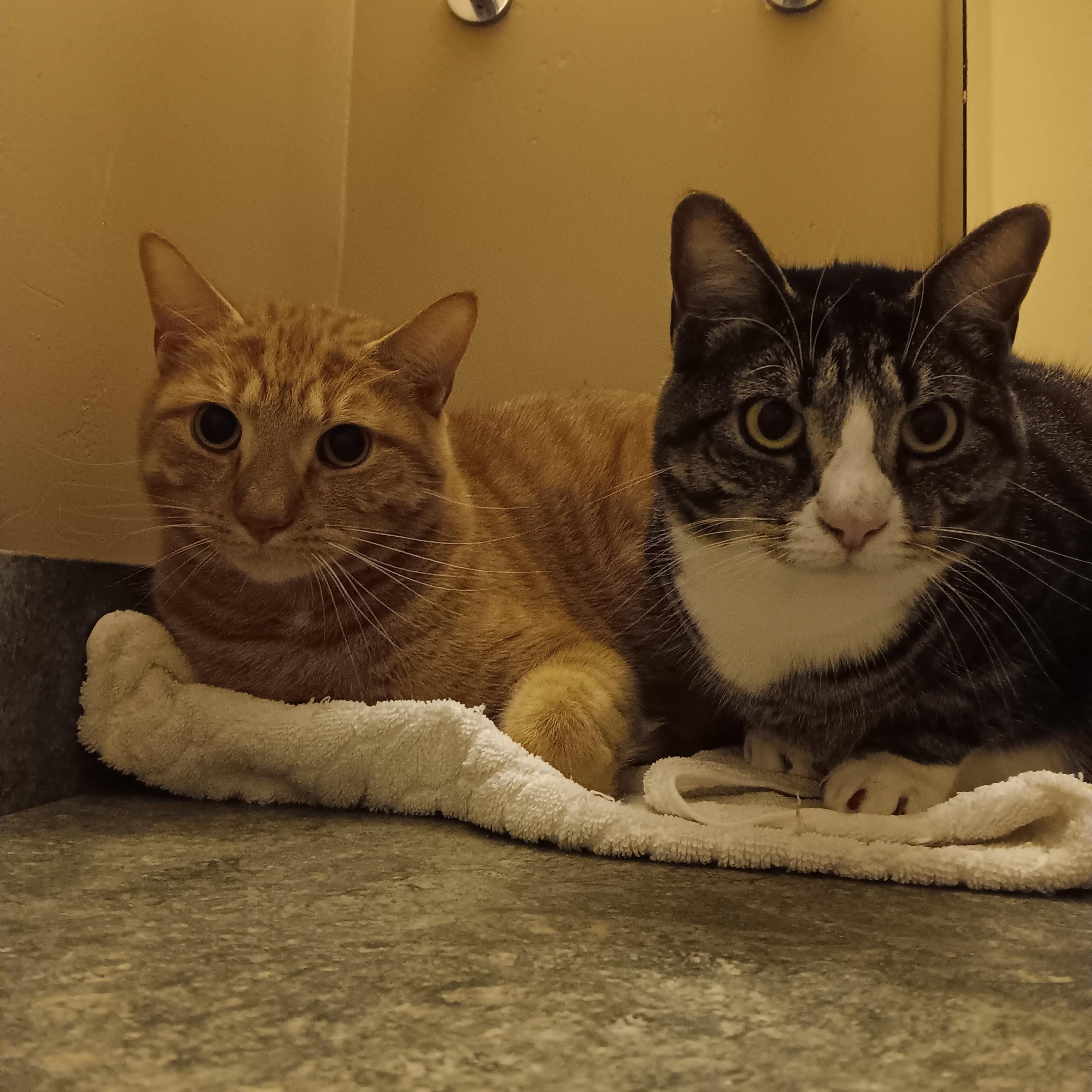 Enlarge Leo and Willow, a ADOPTABLE Domestic Short Hair in Melrose, MA image 2/3