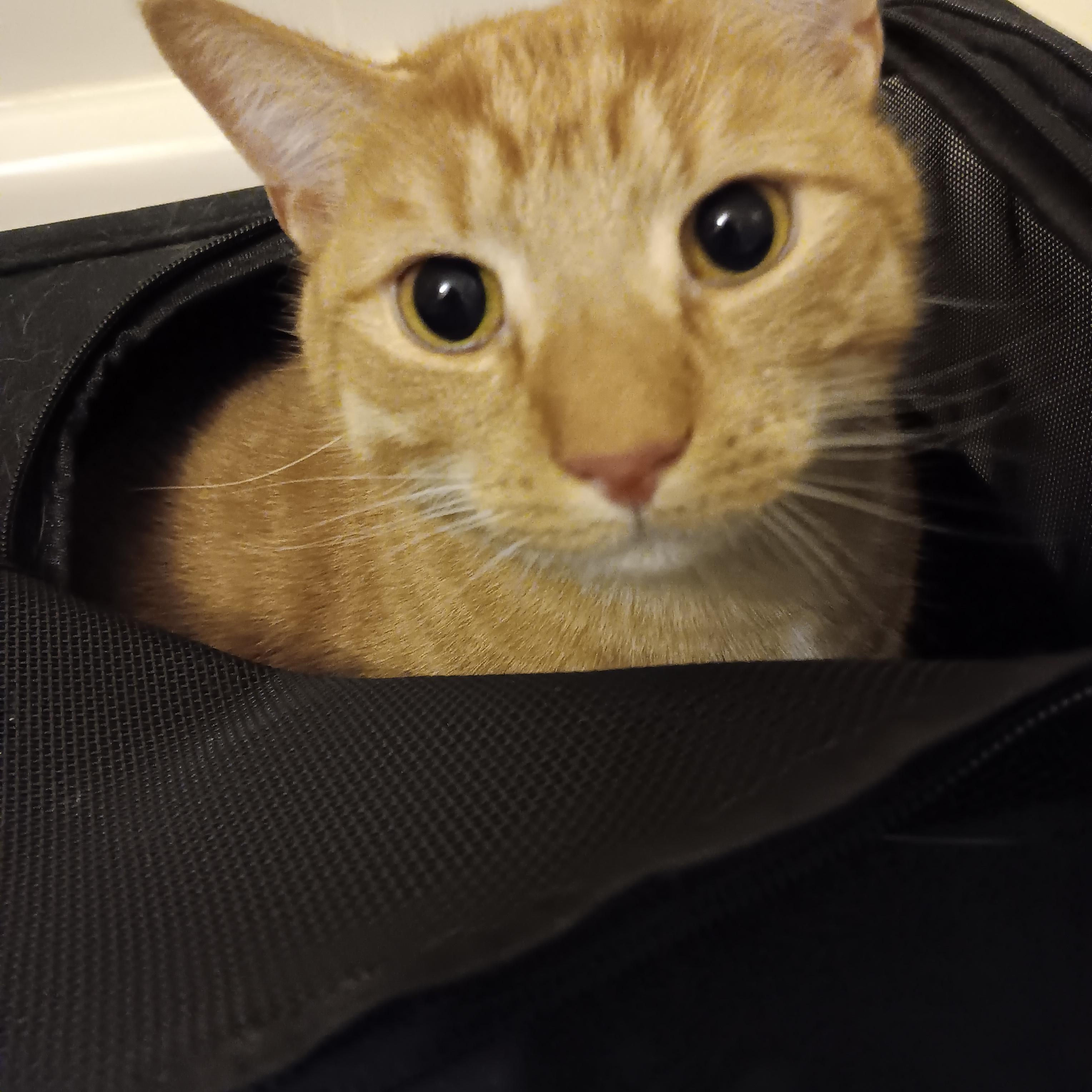 Enlarge Leo and Willow, a ADOPTABLE Domestic Short Hair in Melrose, MA image 3/3