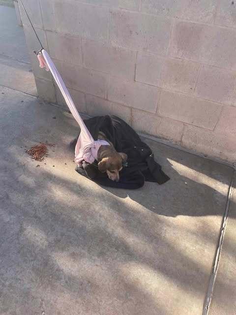 Susan - fostered in KC, Adoptable, Adult Female Beagle & Shepherd.