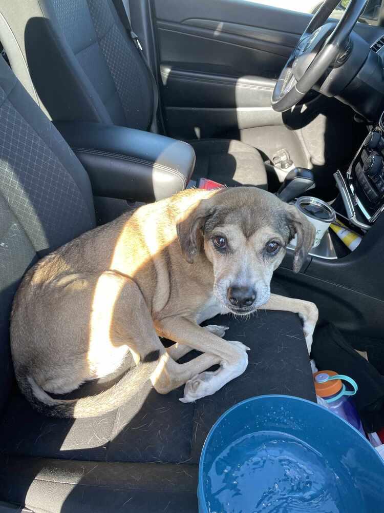 Enlarge Susan - fostered in KC, a Adoptable mixed breed in Shawnee Mission, KS image 2/2