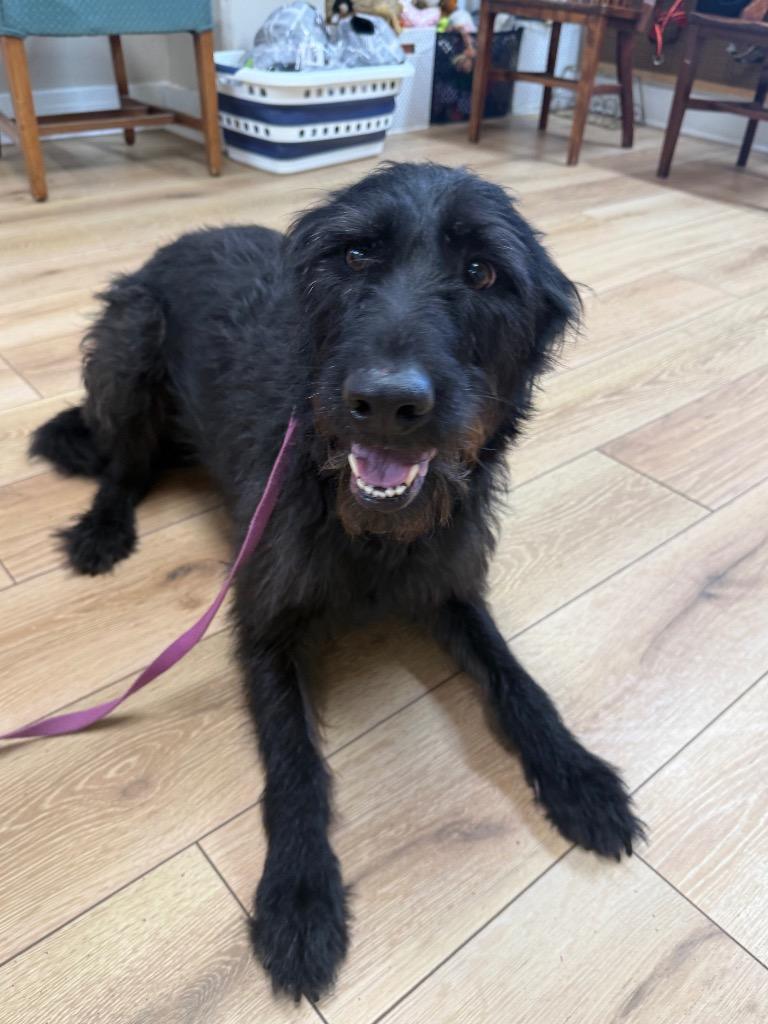 Enlarge Ravin, a Adopted mixed breed in Fayetteville, TN image 1/1