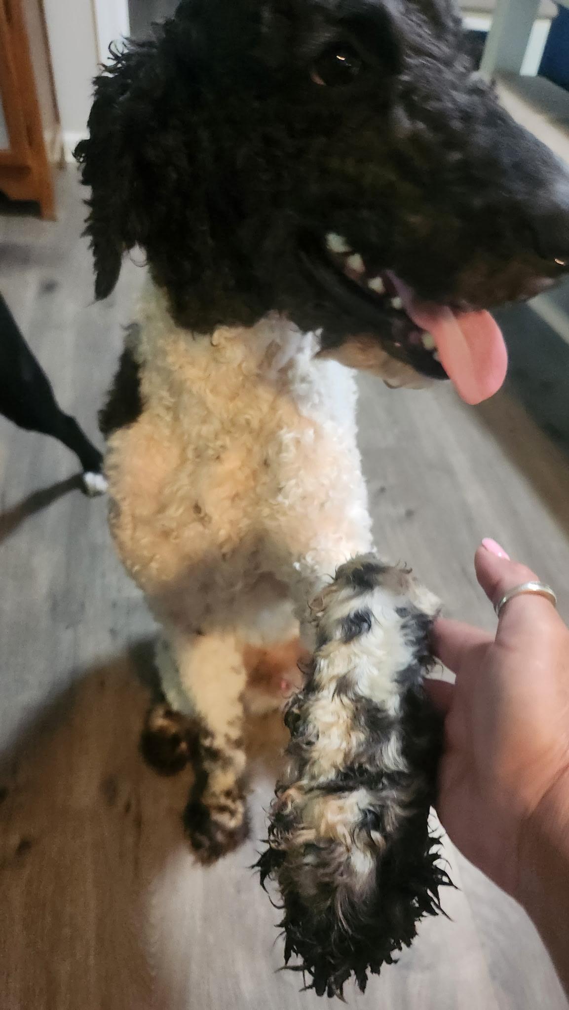 Gabriel (Gabe), an adoptable Sheepadoodle in Covington, TN, 38019 | Photo Image 3