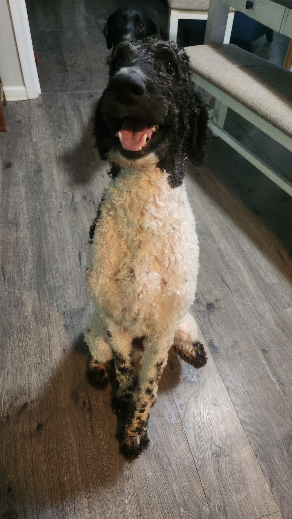 Gabriel (Gabe), an adoptable Sheepadoodle in Covington, TN, 38019 | Photo Image 6