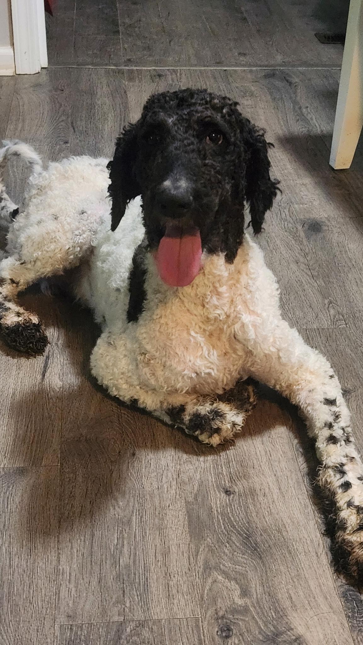 Gabriel (Gabe), an adoptable Sheepadoodle in Covington, TN, 38019 | Photo Image 4
