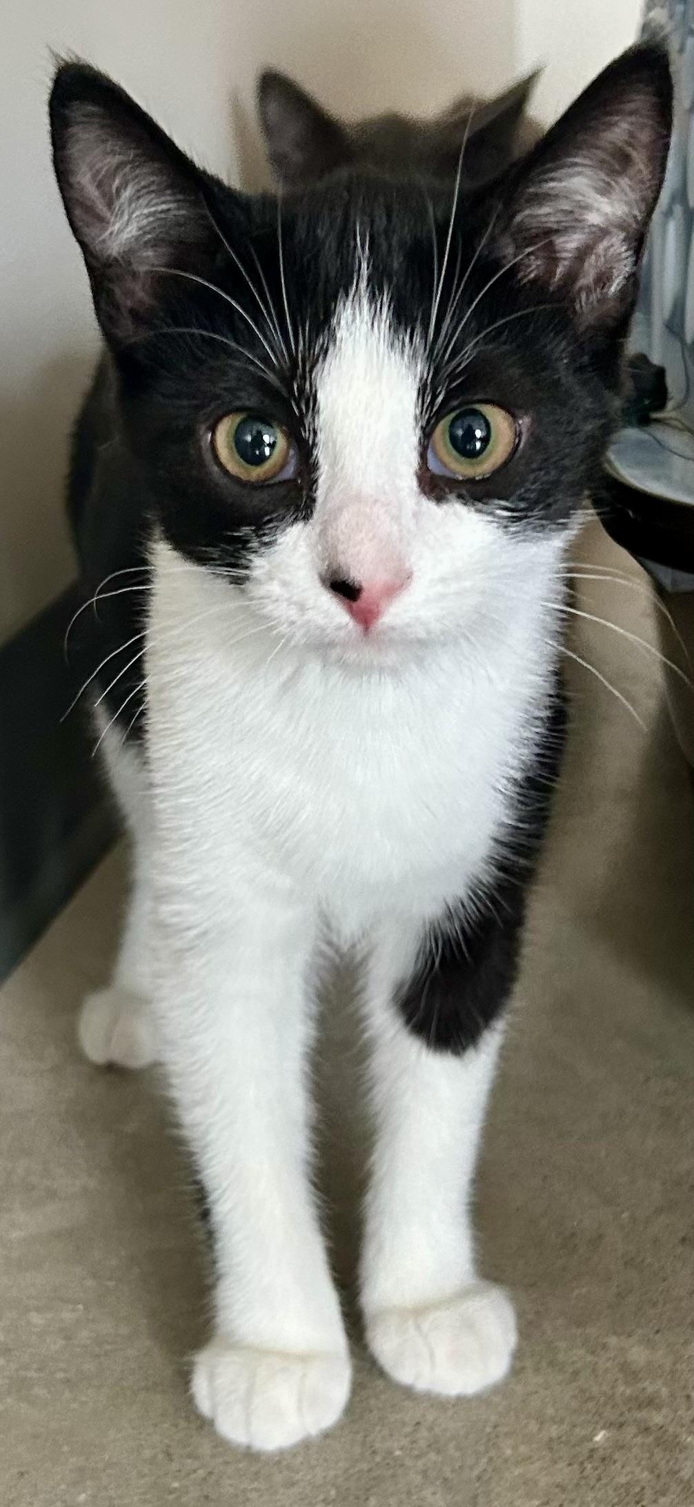 Oaklei, ADOPTABLE, Young Female Tuxedo.