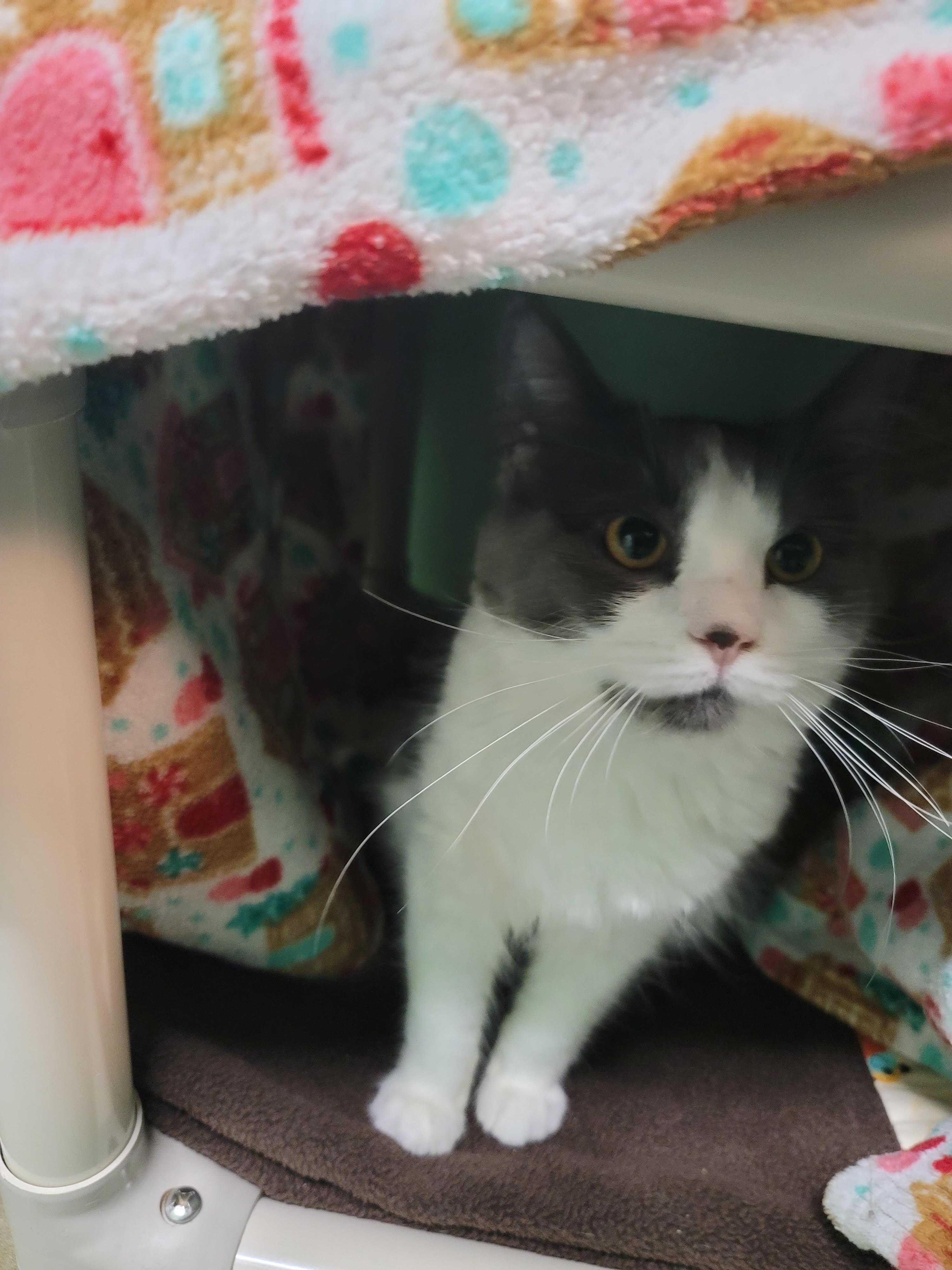 Kelly, an adoptable Domestic Medium Hair in Juneau, AK, 99801 | Photo Image 2