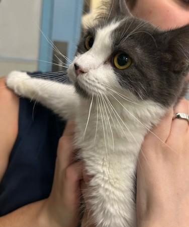 Kelly, an adoptable Domestic Medium Hair in Juneau, AK, 99801 | Photo Image 1