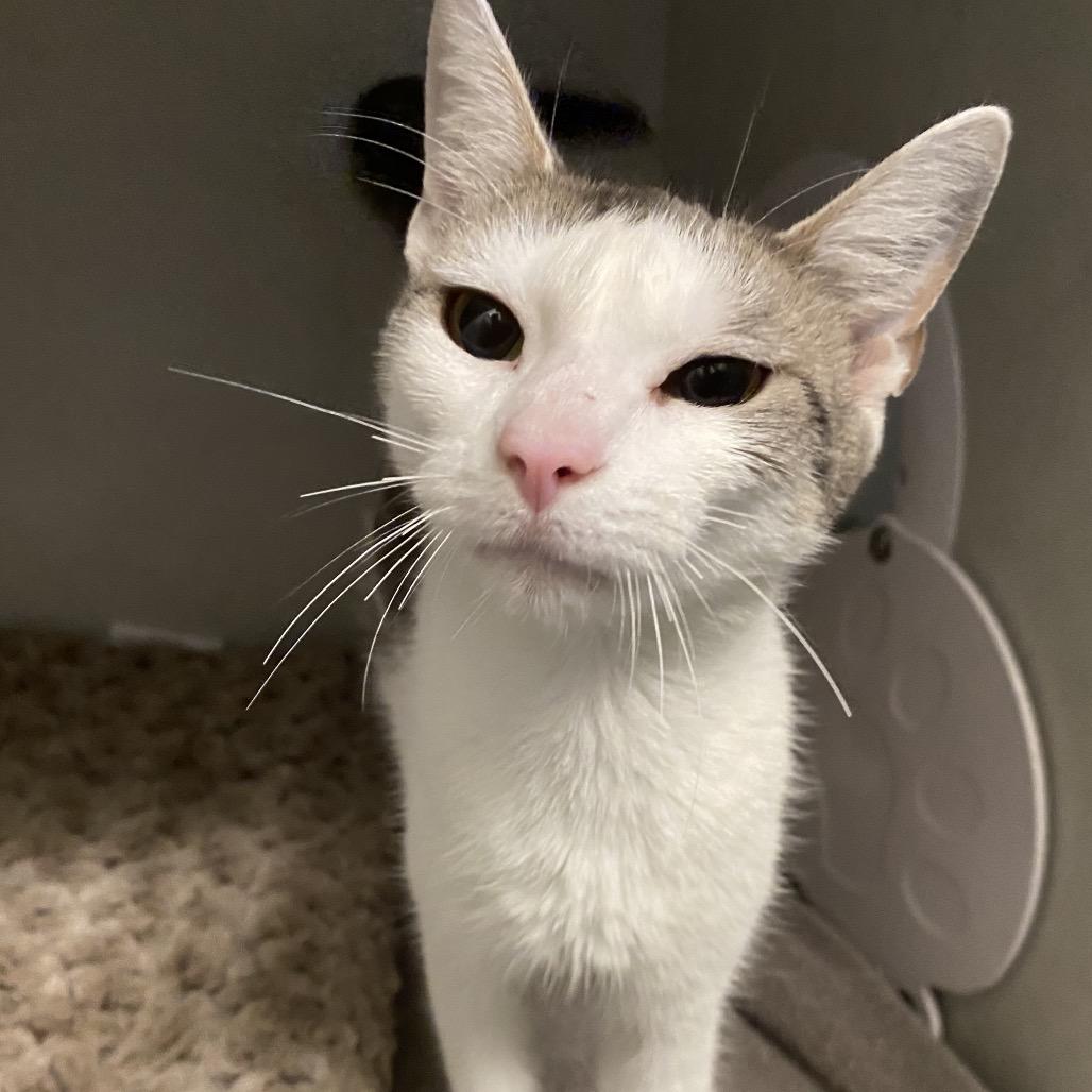 Enlarge Betty, a Adoptable Domestic Short Hair in Dayton, OH image 1/1