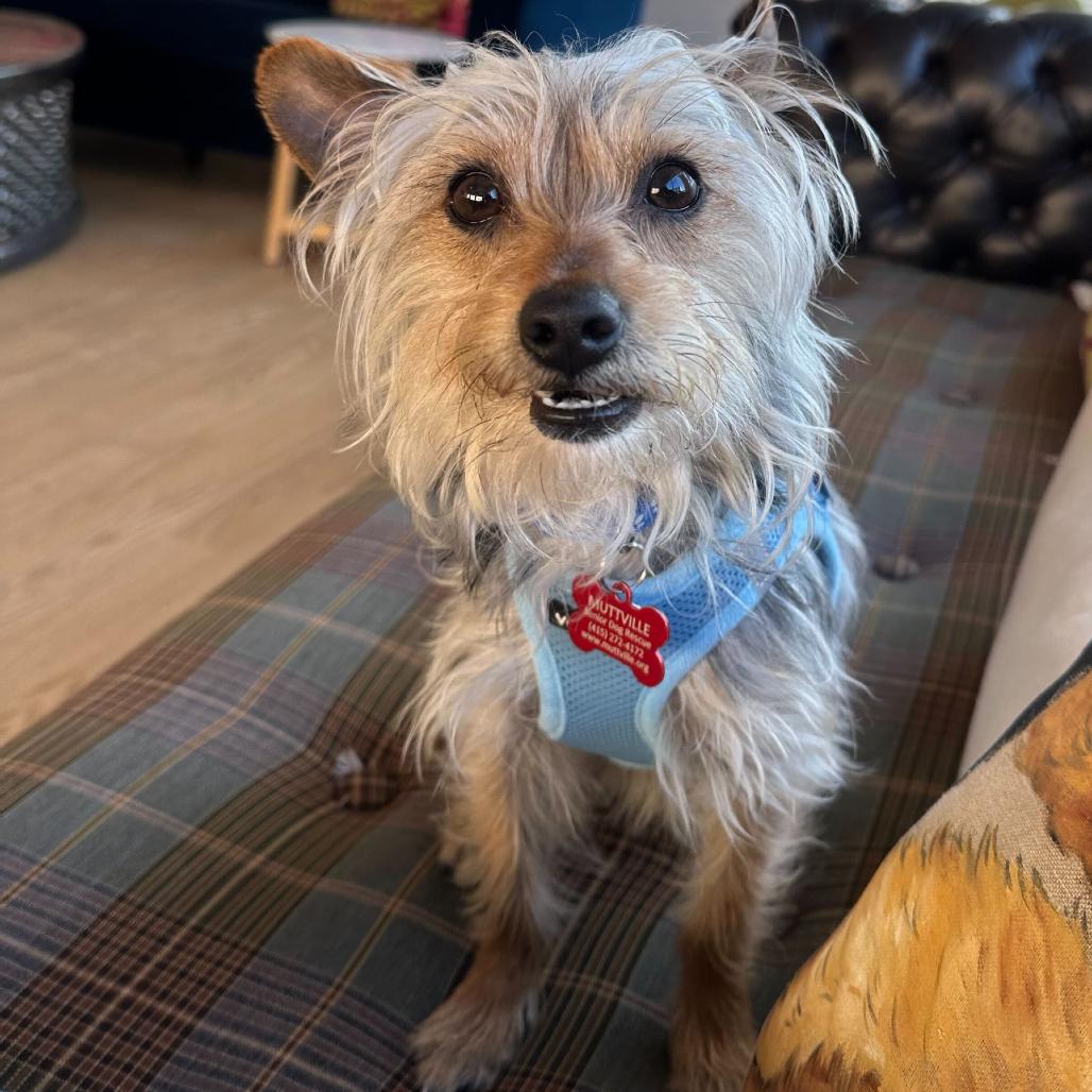 Enlarge Fillmore 13764, a Adoptable Yorkshire Terrier in San Francisco, CA image 1/6