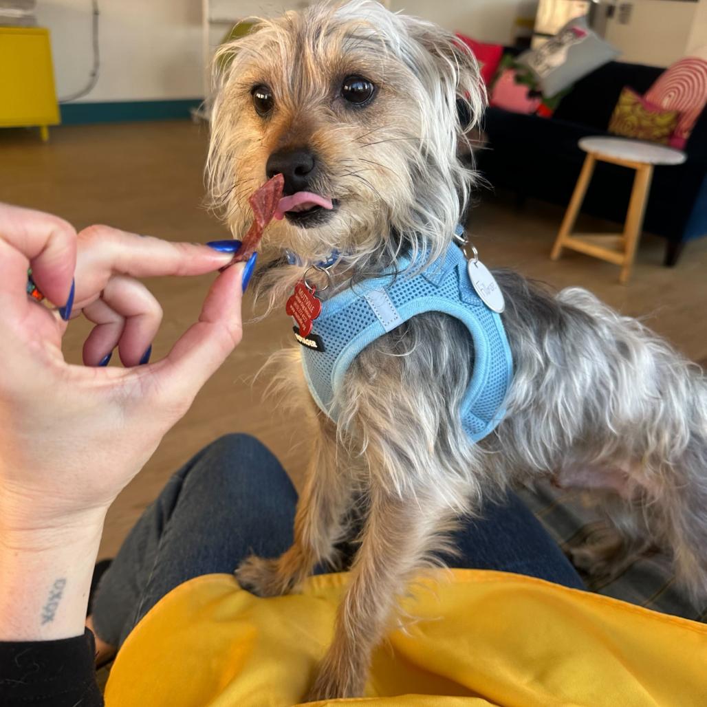 Enlarge Fillmore 13764, a Adoptable Yorkshire Terrier in San Francisco, CA image 2/6