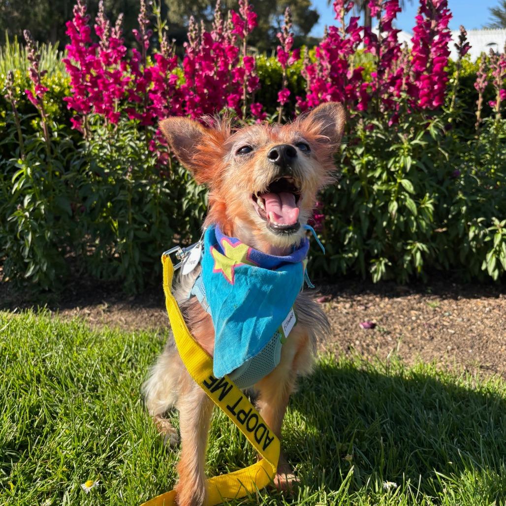 Enlarge Fillmore 13764, a Adoptable Yorkshire Terrier in San Francisco, CA image 3/6