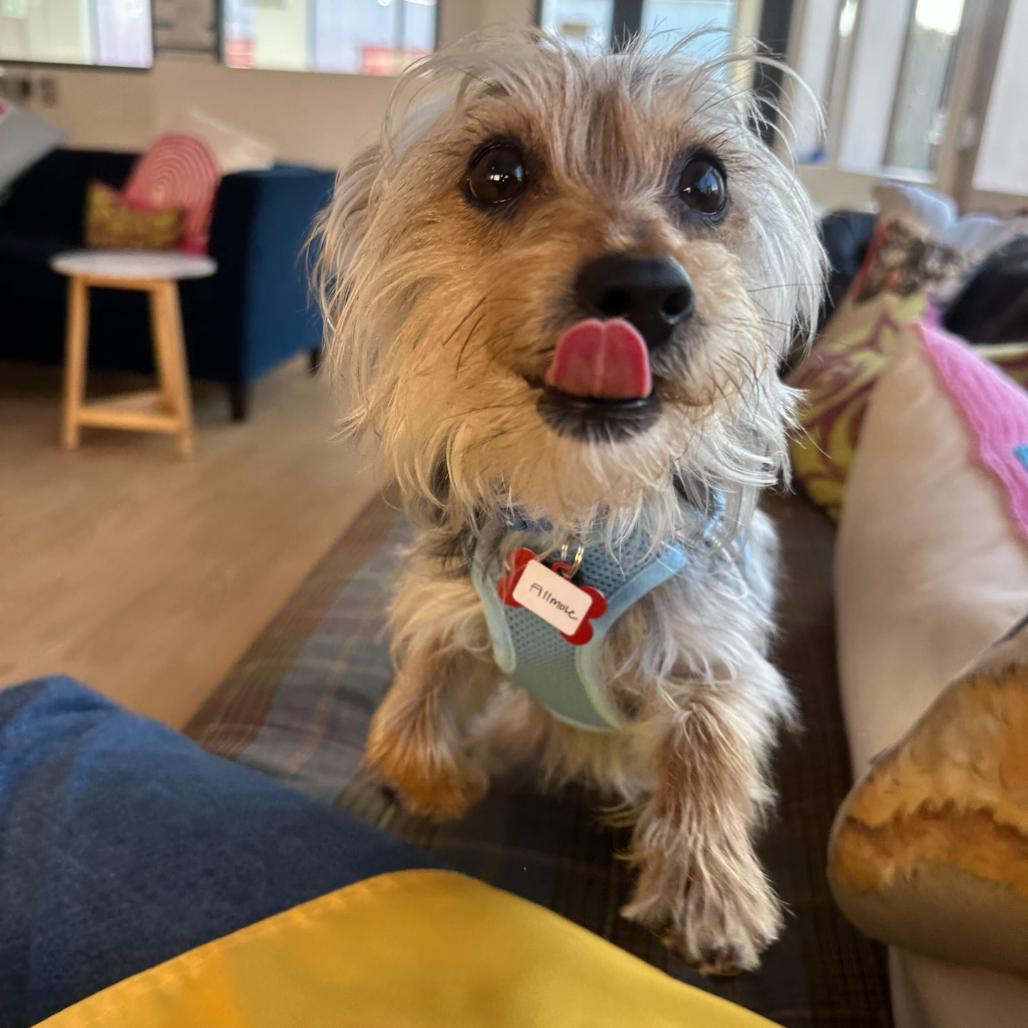 Enlarge Fillmore 13764, a Adoptable Yorkshire Terrier in San Francisco, CA image 4/6