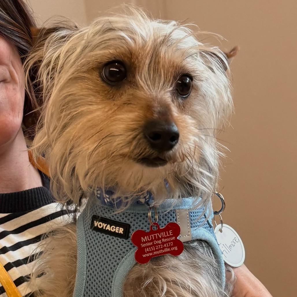 Enlarge Fillmore 13764, a Adoptable Yorkshire Terrier in San Francisco, CA image 5/6