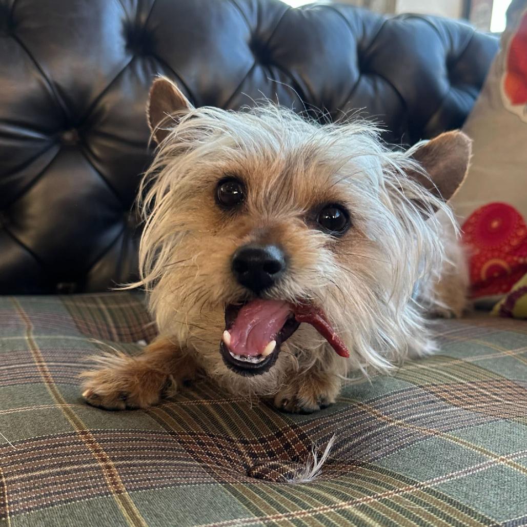 Enlarge Fillmore 13764, a Adoptable Yorkshire Terrier in San Francisco, CA image 6/6