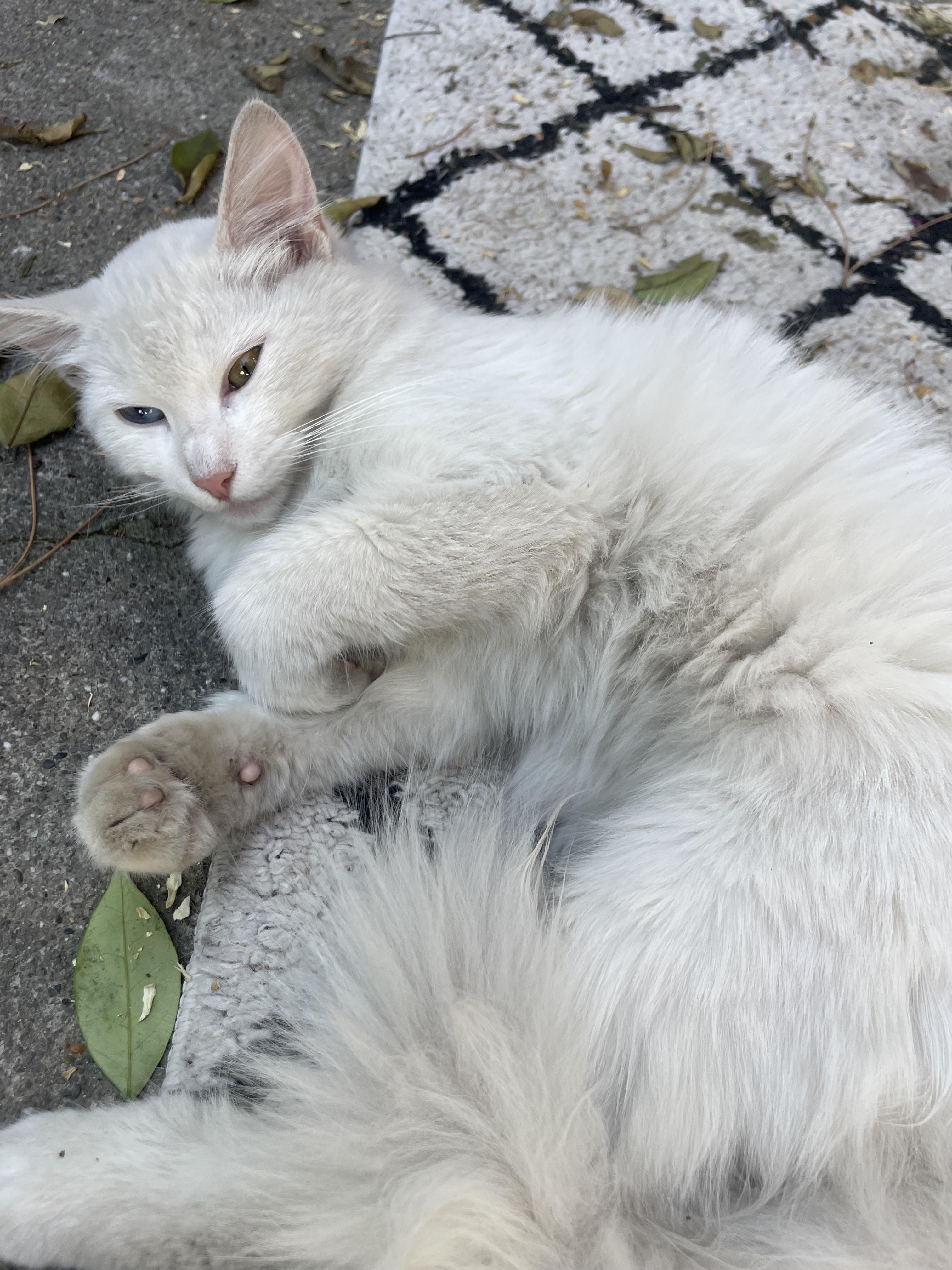 Enlarge Snowflake , an adopted Domestic Long Hair in Woodland, CA image 2/2