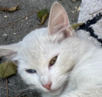 Enlarge Snowflake , an adopted Domestic Long Hair in Woodland, CA image 1/2
