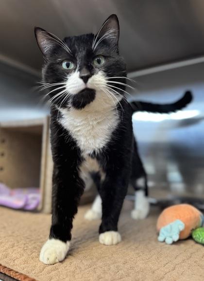 Enlarge Barrington, a ADOPTABLE Domestic Short Hair in Missoula, MT image 1/2