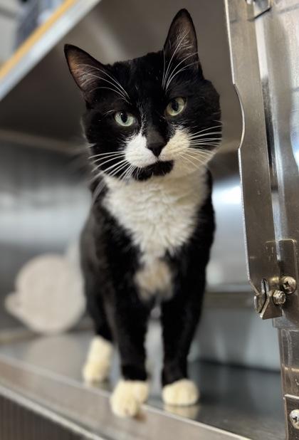 Enlarge Barrington, a ADOPTABLE Domestic Short Hair in Missoula, MT image 2/2