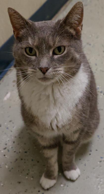Serenity, Adoptable, Adult Female Domestic Short Hair & Domestic Short Hair.