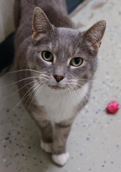 Serenity, a Adoptable mixed breed in Baraboo, WI image 2/3