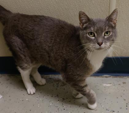 Enlarge Serenity, a Adoptable mixed breed in Baraboo, WI image 3/3