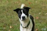 Enlarge Lola, a Adopted Mixed Breed in Potsdam, NY image 2/4