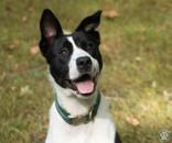 Enlarge Lola, a Adopted Mixed Breed in Potsdam, NY image 1/4