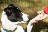 Enlarge Lola, a Adopted Mixed Breed in Potsdam, NY image 3/4