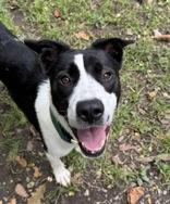 Enlarge Lola, a Adopted Mixed Breed in Potsdam, NY image 4/4