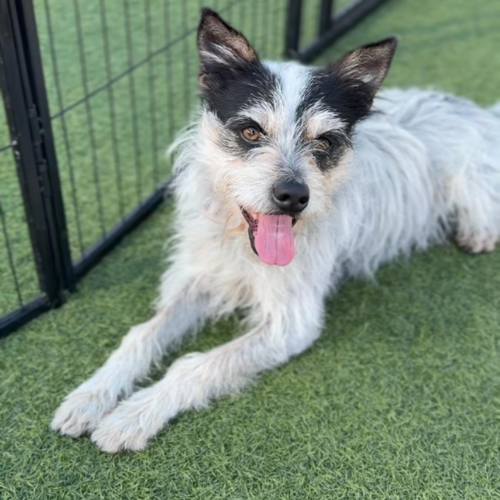 Toffee A2256666 — thumbnail 2