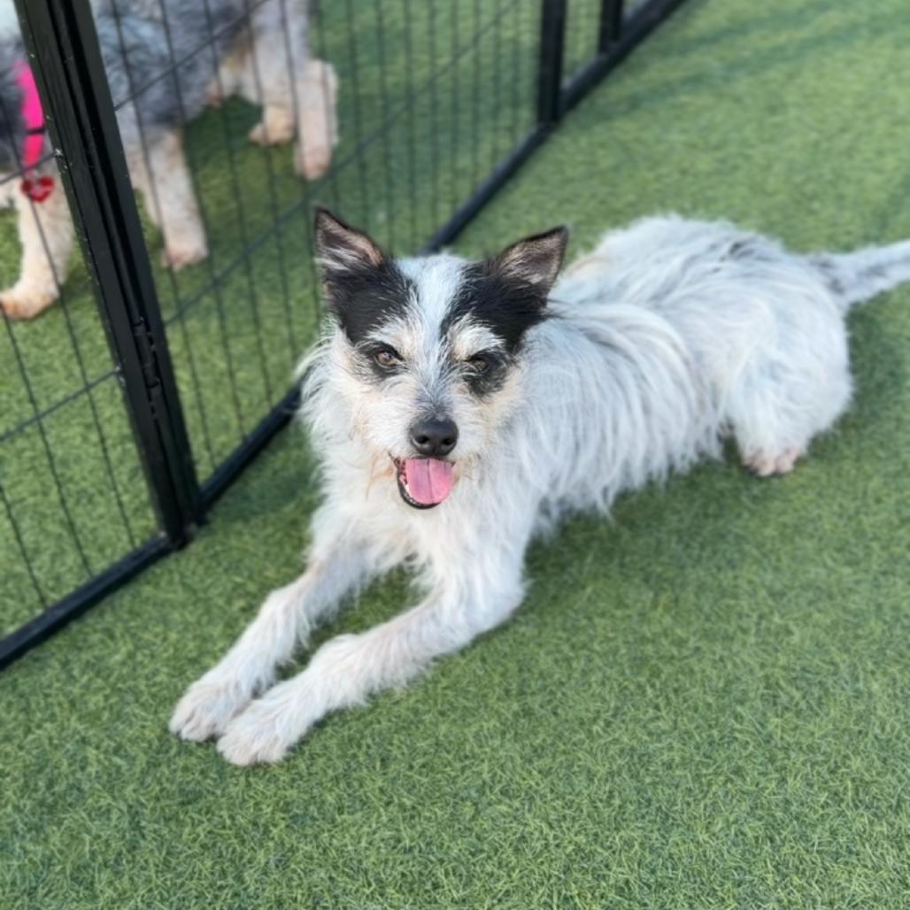 Toffee A2256666 — thumbnail 3