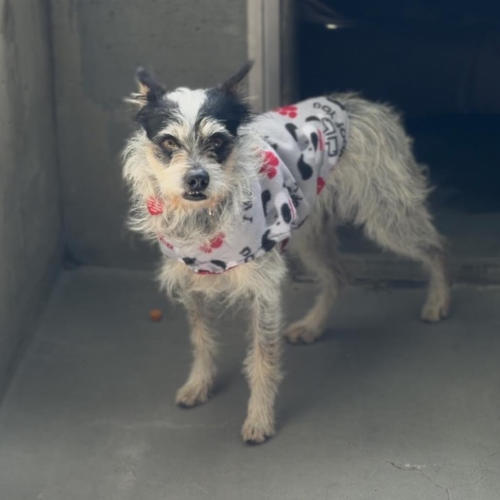 Toffee A2256666 — thumbnail 5