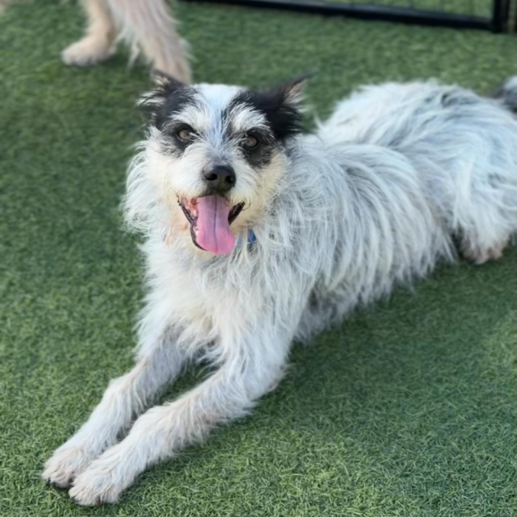 Toffee A2256666 — thumbnail 6