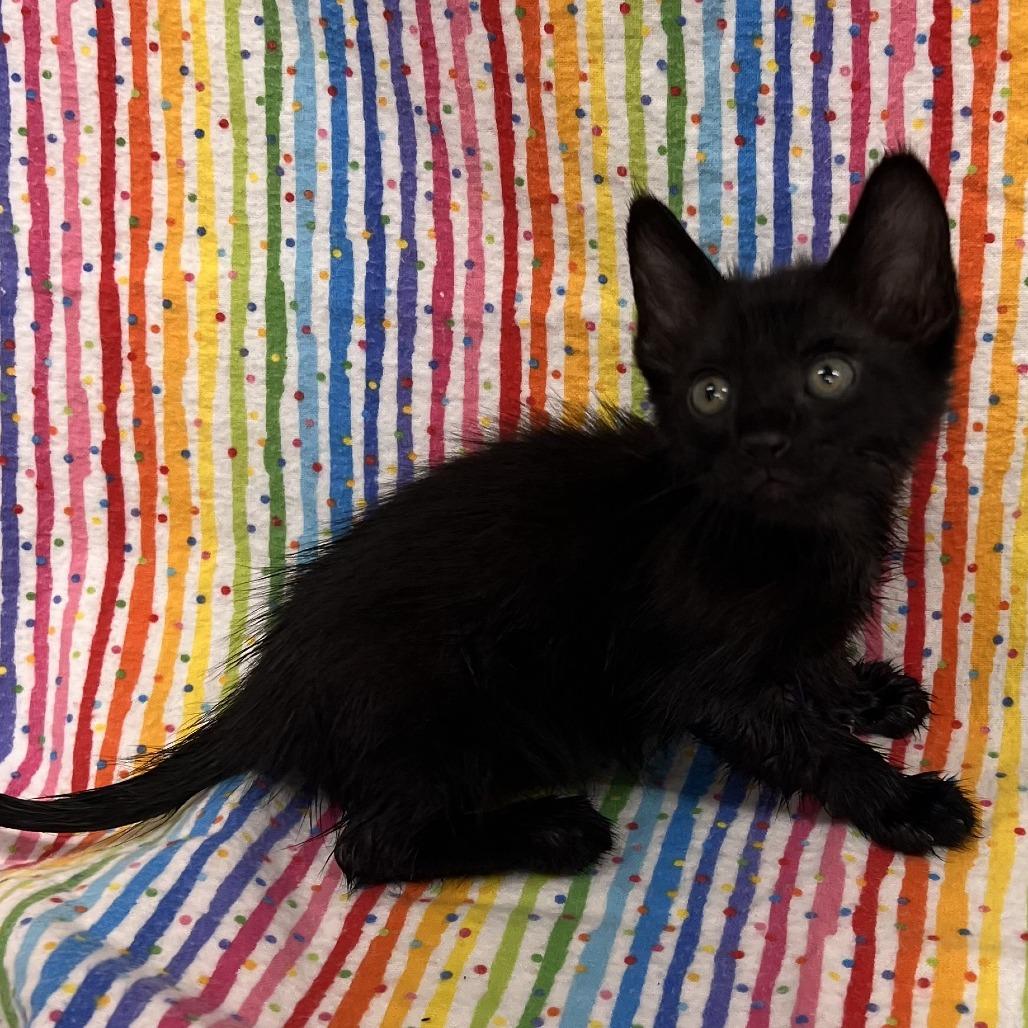 Tofu, Adoptable, Kitten Male Domestic Short Hair.