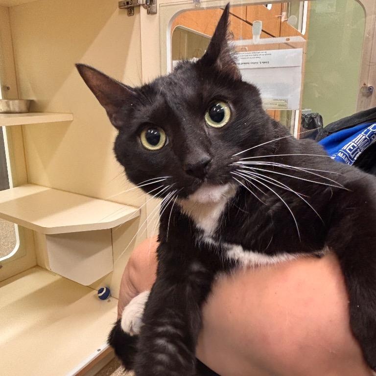 Enlarge Darius, a Adoptable Domestic Short Hair in Prince Frederick, MD image 2/5