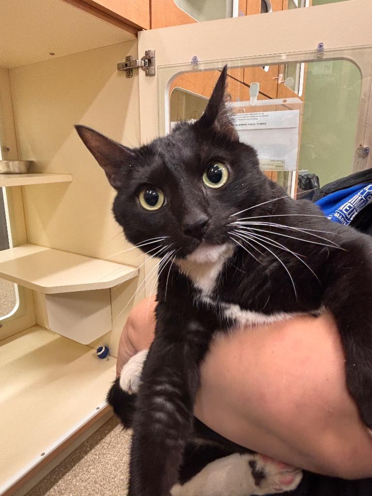 Enlarge Darius, a Adoptable Domestic Short Hair in Prince Frederick, MD image 1/5