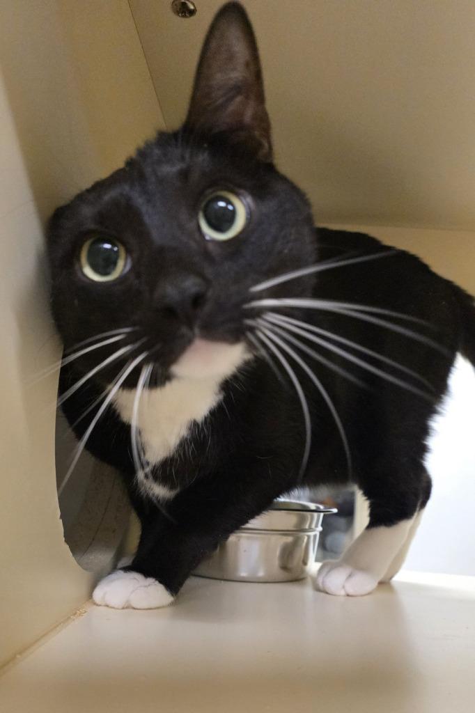 Enlarge Darius, a Adoptable Domestic Short Hair in Prince Frederick, MD image 2/5