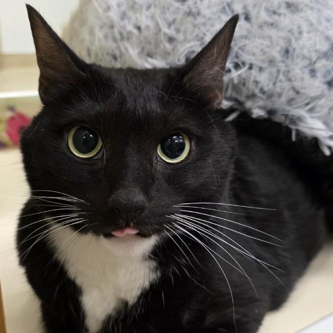 Enlarge Darius, a Adoptable Domestic Short Hair in Prince Frederick, MD image 3/5