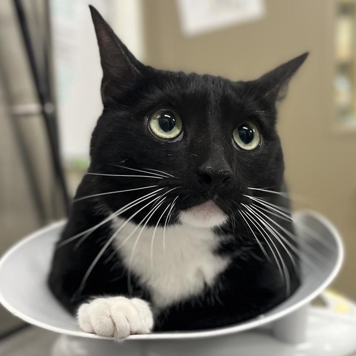 Enlarge Darius, a Adoptable Domestic Short Hair in Prince Frederick, MD image 5/5