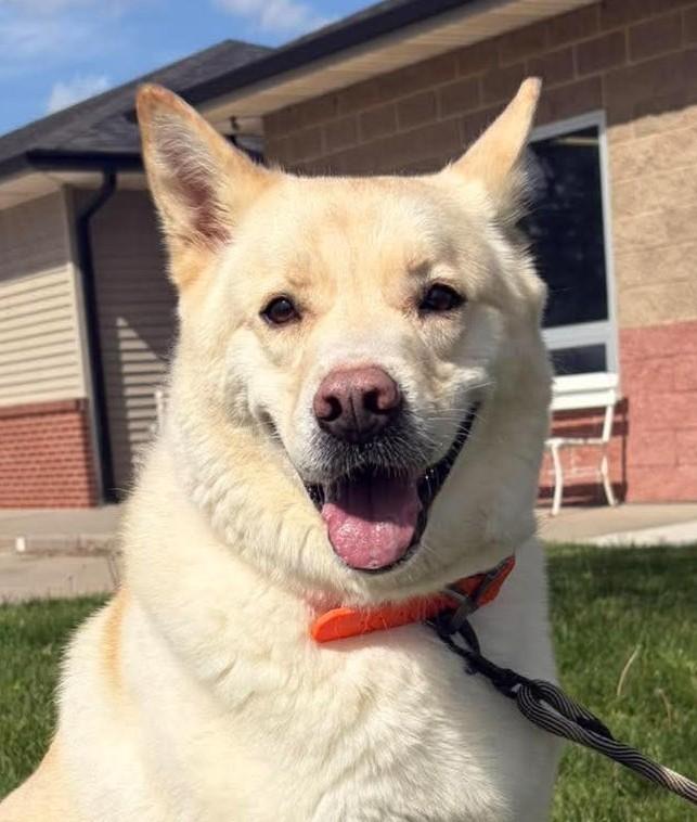 Kingsley, ADOPTABLE, Adult Male Akita.