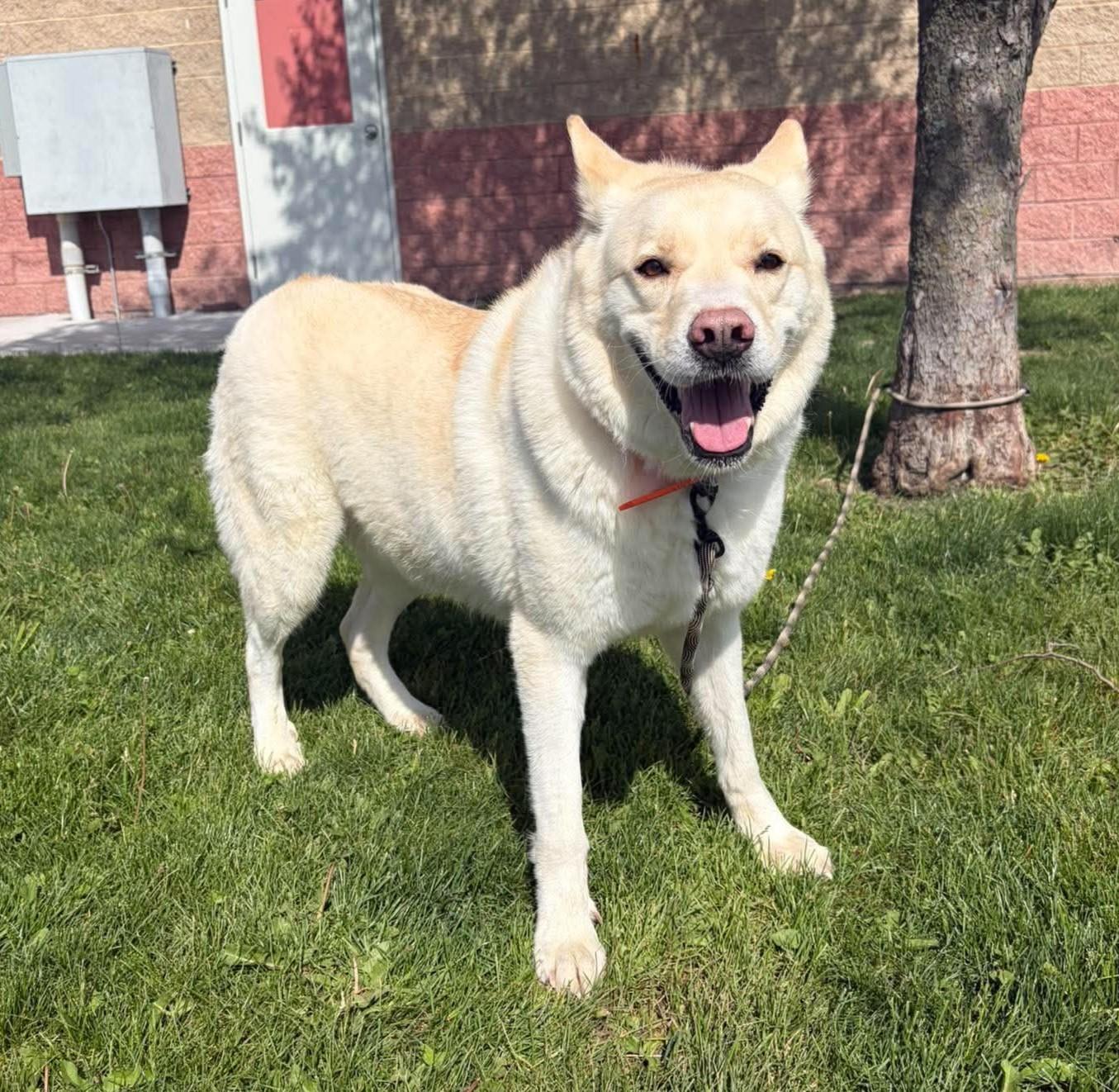 Kingsley, a ADOPTABLE mixed breed in Maryville, MO image 3/3