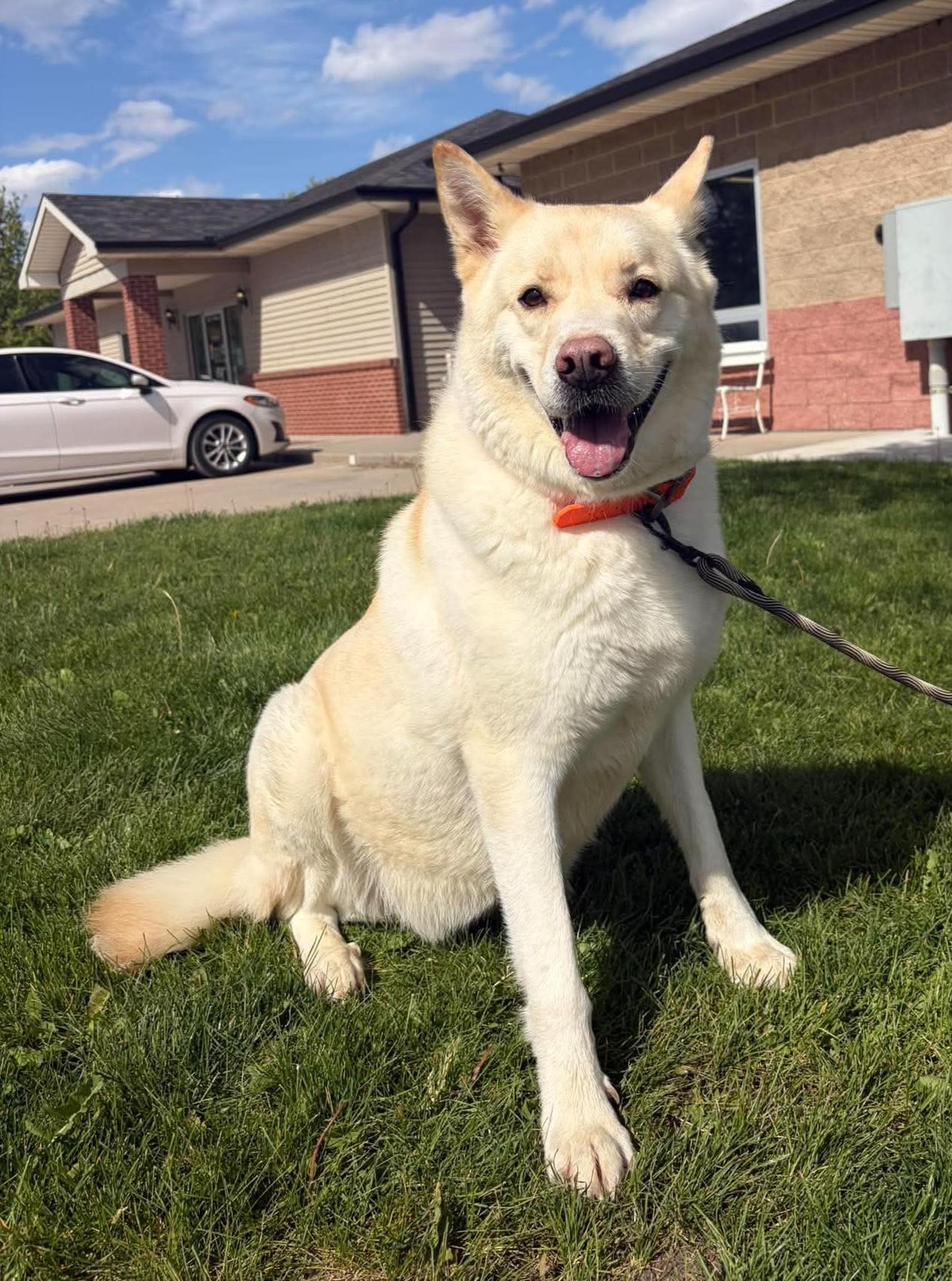 Kingsley, a ADOPTABLE mixed breed in Maryville, MO image 2/3