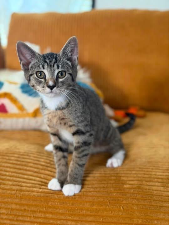 Cornbread (Bonded with Cobbler), ADOPTABLE, Kitten Male Domestic Short Hair.