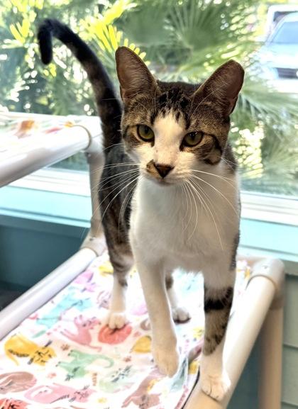 Enlarge KRONOS, a Adoptable mixed breed in Fernandina Beach, FL image 2/3