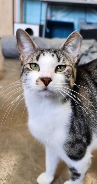 Enlarge KRONOS, a Adoptable mixed breed in Fernandina Beach, FL image 3/3