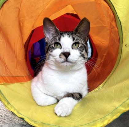 KRONOS, Adoptable, Young Female Domestic Short Hair.