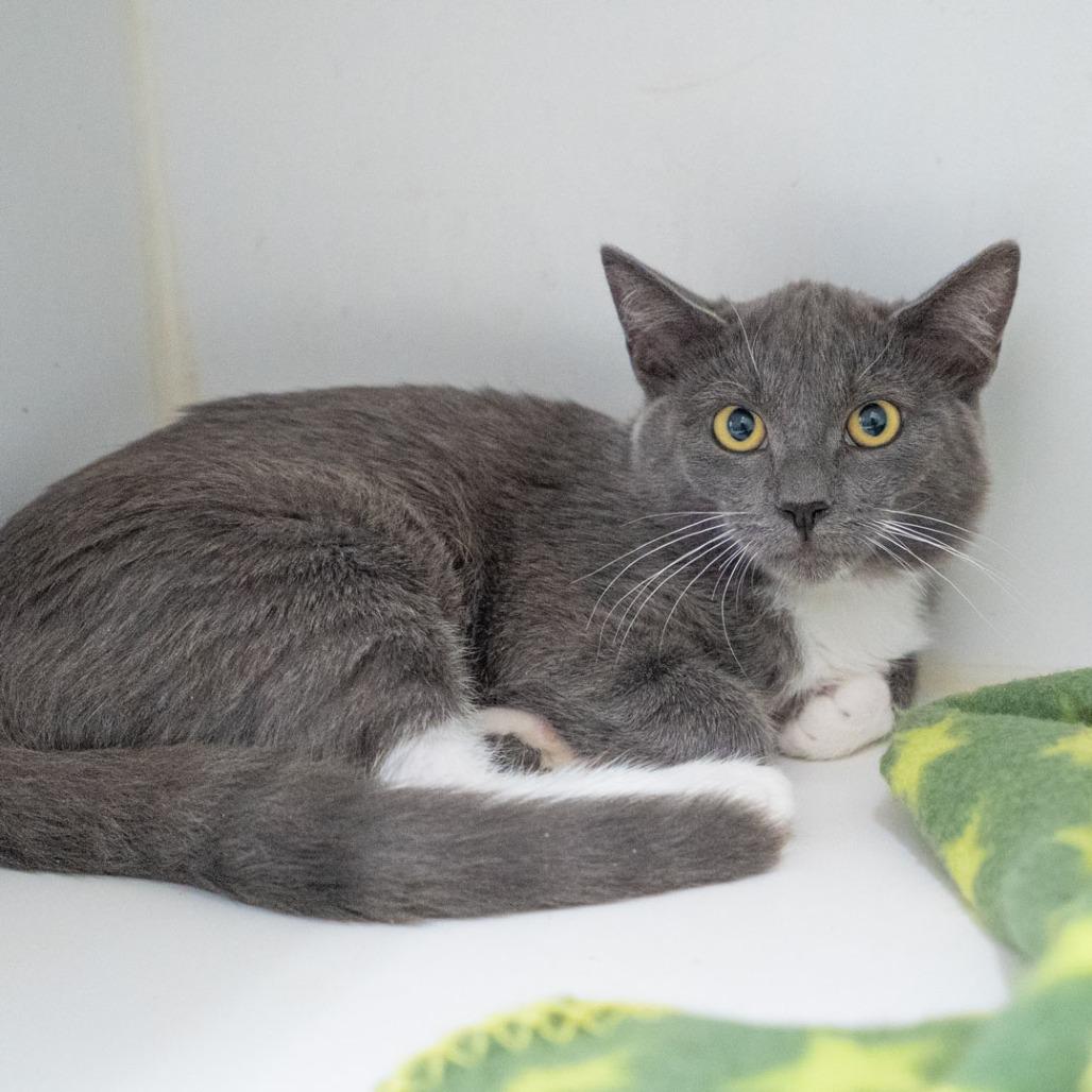 Bun Bun, Adoptable, Young Female Domestic Short Hair.