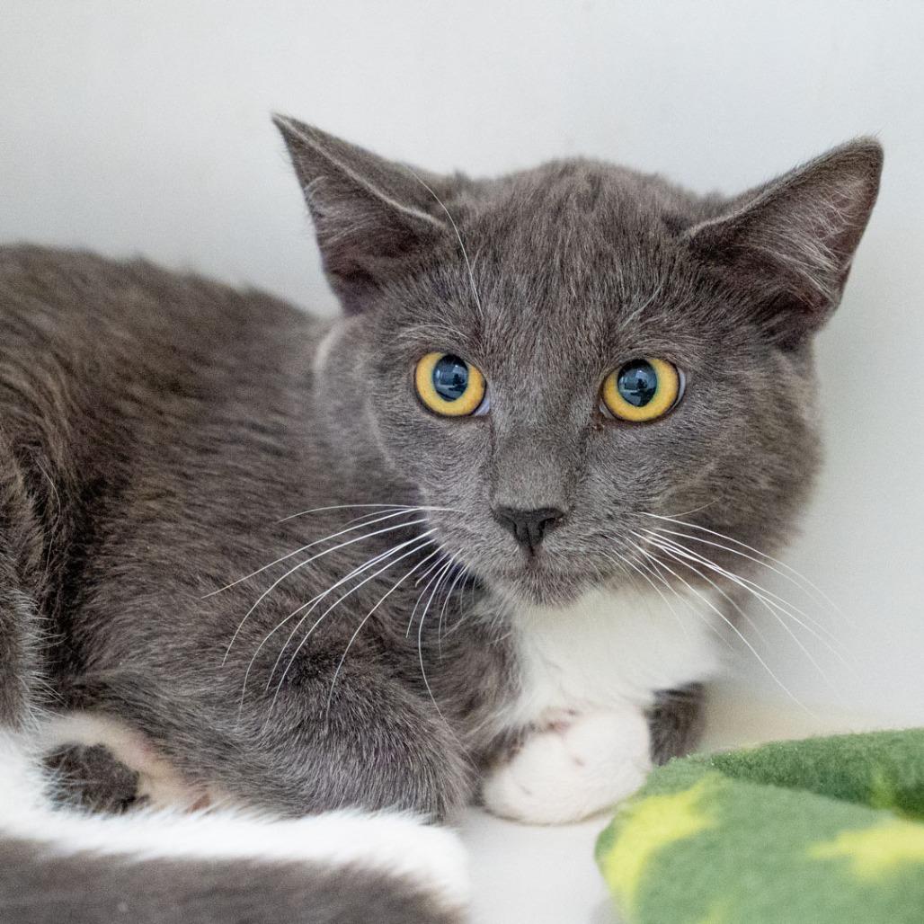 Enlarge Bun Bun, a Adoptable Domestic Short Hair in Long Beach, CA image 2/3