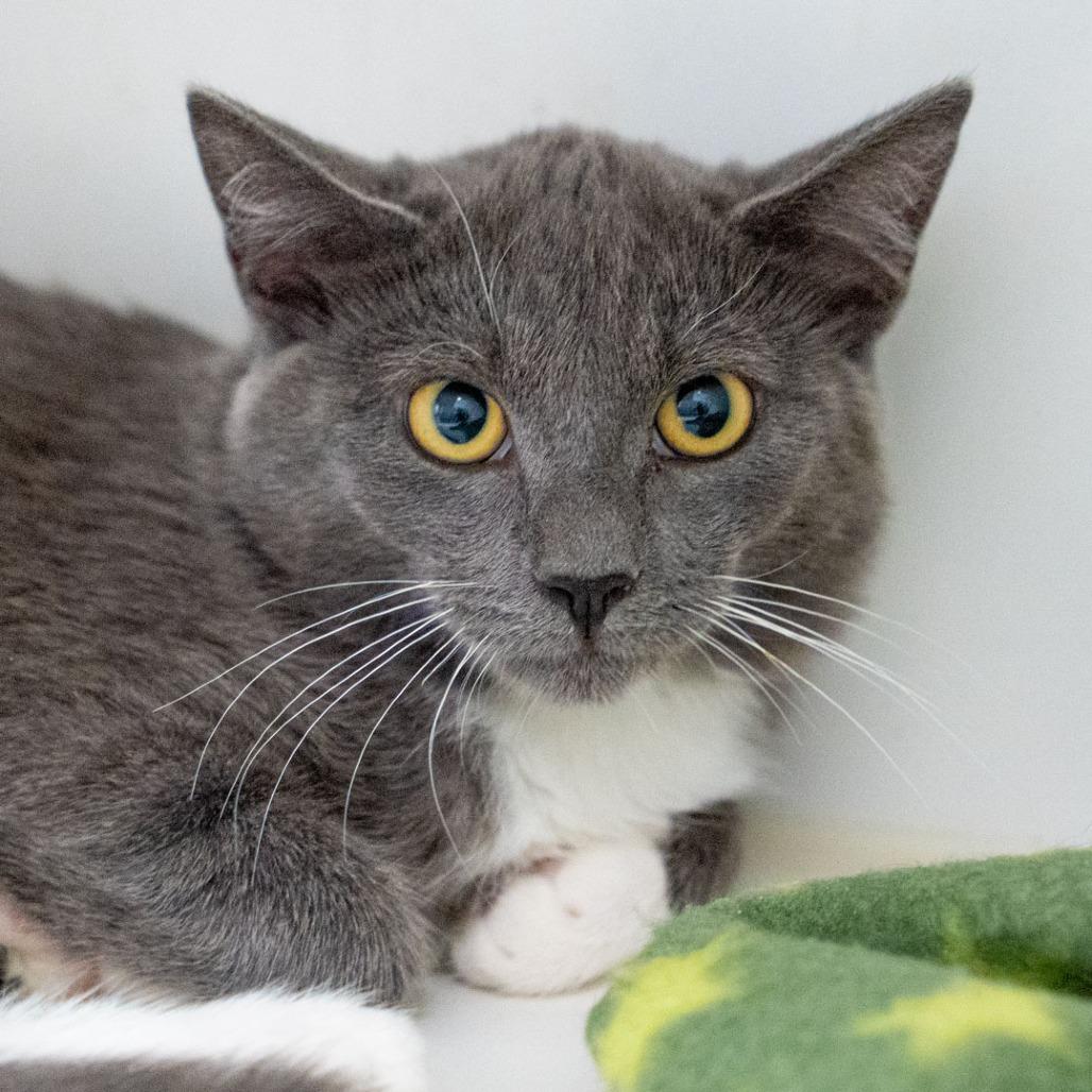 Enlarge Bun Bun, a Adoptable Domestic Short Hair in Long Beach, CA image 3/3